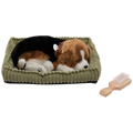 home - PP Beagle